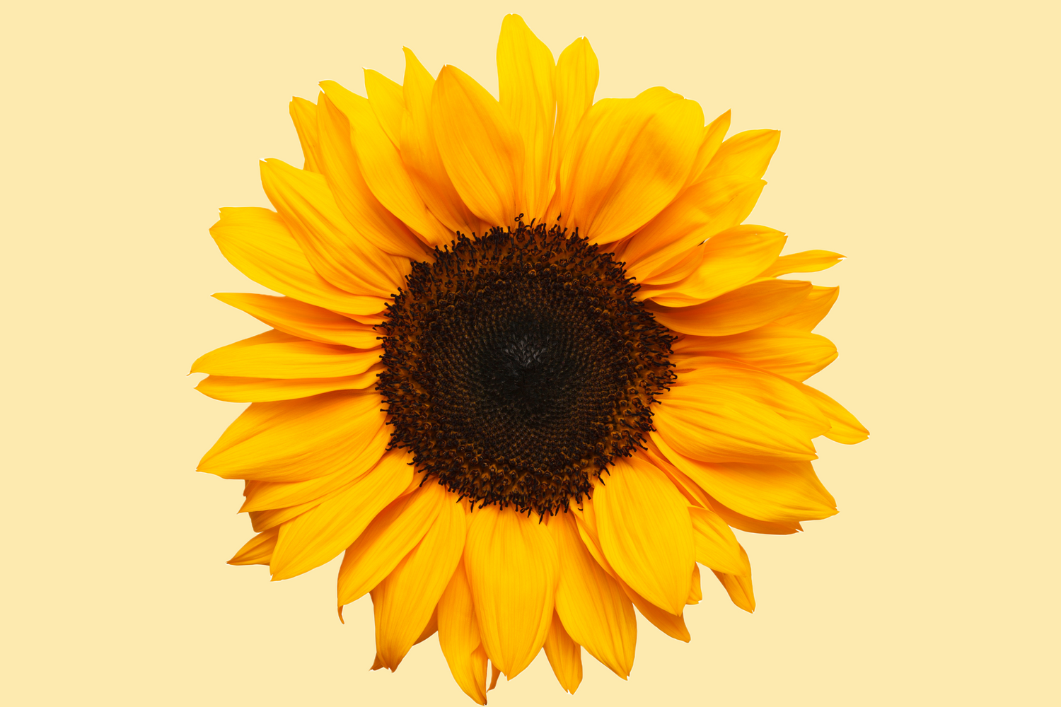 https://sunflowergals.com/cdn/shop/files/SG_LOGO_copy_2-1_13f2c2b1-5223-414f-b814-ee46af67a8d3.png?v=1669844048&width=1500